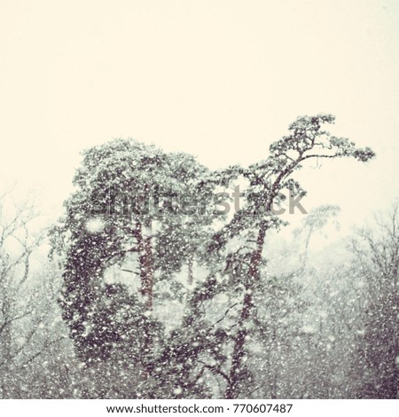 Similar – Image, Stock Photo Snow/Rain Nature Air