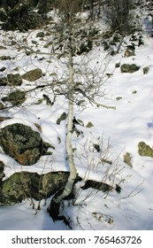 A Snow Scene With An Single Aspen Tree Along The Path