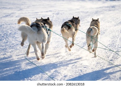 Snow Sledding In Sisimiut Greenland