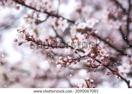 Snow in spring garden, blossoming Japanese cherry tree with beautiful light pink flowers during snowfall in april, natural botanical background. Anomaly weather and climate change concept