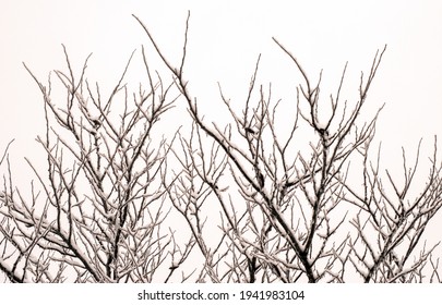 With The Snow Still Falling, This Photograph Was Composed On A Cold Winter Day In Missouri. The Branches Have A Nice Layer Snow Making A Pretty Winter Scene.