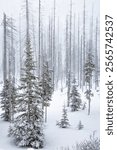 A snow storm, snow flackes in the air, surround dead trees from a recent forest fire in a winter snow scene