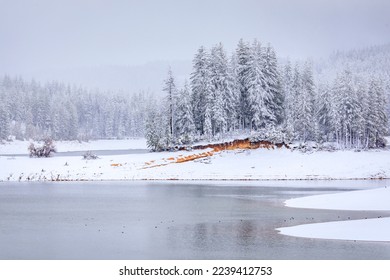 Snow storm in Jenkinson Lake, surrounded by snow covered fir trees in Sly Park in the Sierra Nevada Mountains, Northern California in the winter