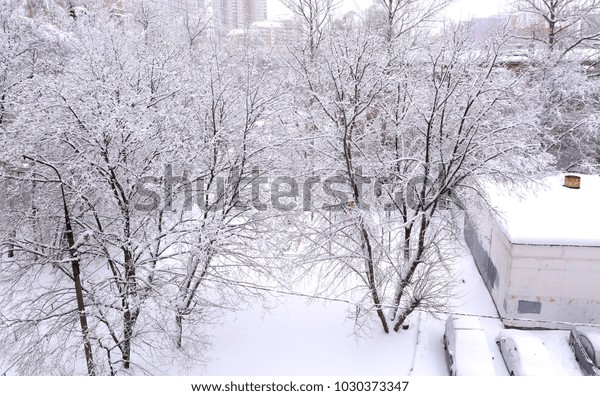 snow storm landscape with trees and cars covered
with snow