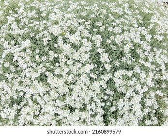 Snow In Summer Flower Is An Alpine Garden Beautiful White Flower In The English Cottage Garden In Summer Time Low Maintenance Garden Perennial Flower Rockery’s Garden Butterfly And Bee Flower 