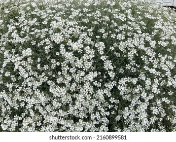 Snow In Summer Flower Is An Alpine Garden Beautiful White Flower In The English Cottage Garden In Summer Time Low Maintenance Garden Perennial Flower Rockery’s Garden Butterfly And Bee Flower 