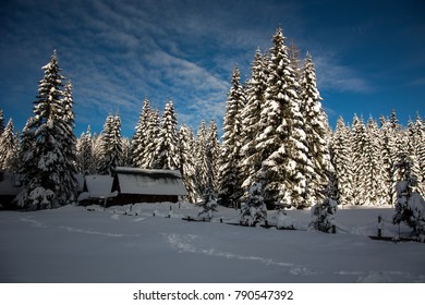 Snow Time At Pokljuka.