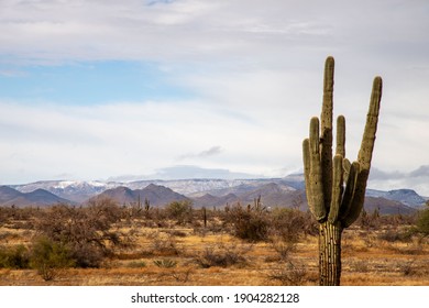 snow topped mountains saguaro cactus