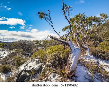 Snow tree