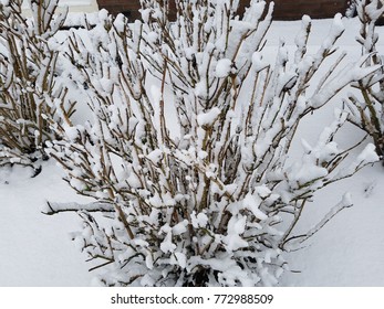 Snow tree