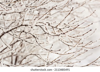 Snow Tree Macro Photo White Background