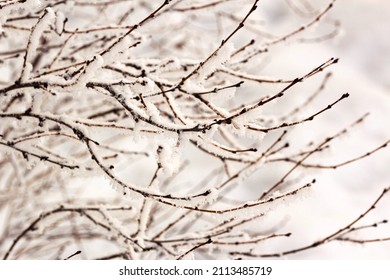 Snow Tree Macro Photo White Background