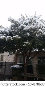 Snow in the trees