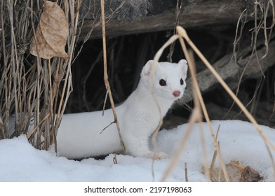 Snow Weasel In Snow .