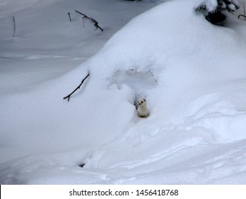 A Snow Weasel Checking Around For Save Her Children