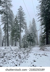 Snow Weather Mountains Trees Winter Outdoor Outside Power Lines Telephone Poles Wires Fence Barb Wire Ominous Off The Grid Road Storm Sky Fog Cloudy Rural