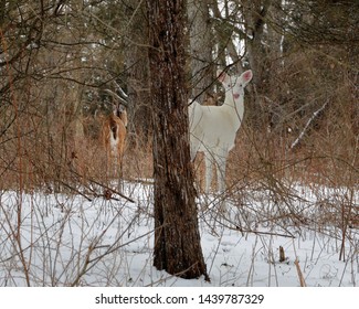 Snow White,  Albino Deer Kensington Metropark, Michigan