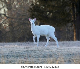 Snow White,  Albino Deer Kensington Metropark, Michigan