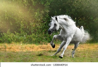 Snow White Arabian Stallion