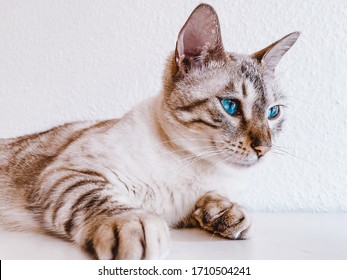 Snow White bengal lying on the white surface