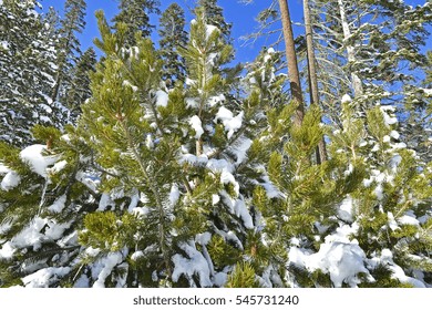 Snow white and the tree