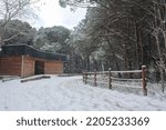 Snow and wind in the forest