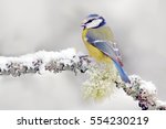 Snow winter with cute songbird. Bird Blue Tit in forest, snowflakes and nice lichen branch. First snow with animal. Wildlife scene from nature.