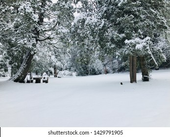 Snow Winter Forest Backyard Patagonia Argentina