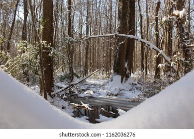 Snow Winter Forest In Florence South Carolina 