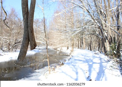 Snow Winter Forest In Florence South Carolina 