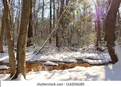 Snow Winter Forest In Florence South Carolina 