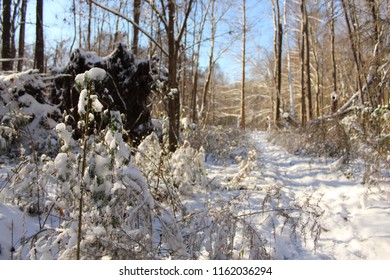 Snow Winter Forest In Florence South Carolina 