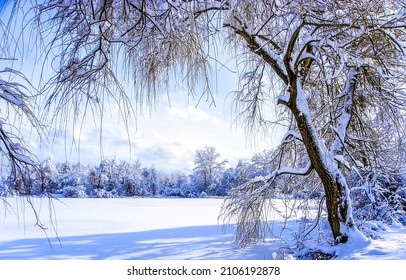 Snow in the winter forest. Winter snow scene. Winter forest in snow