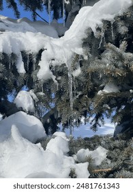 snow, winter, outdoor, tree, ice skittles 