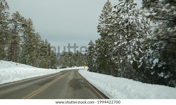 Snow in wintry forest, driving auto, road trip in\
winter Utah USA. Coniferous pine trees, view from car thru\
windshield. Christmas vacations, december journey to Bryce Canyon.\
Eco tourism to woods.