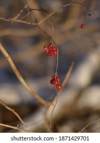 Snowball Berries In Winter As Isolated Object