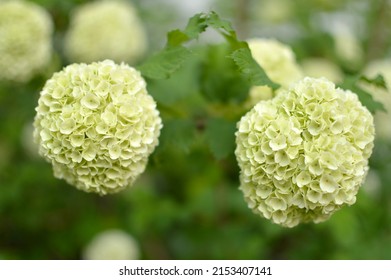 Snowball Bush Viburnum In Blossom