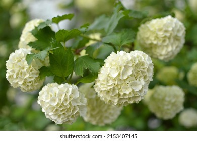 Snowball Bush Viburnum In Blossom