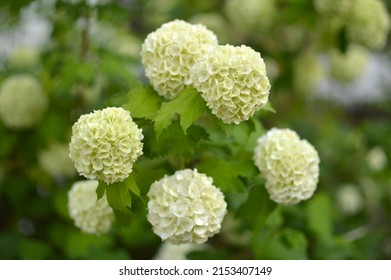 Snowball Bush Viburnum In Blossom