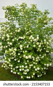 Snowball Bush Viburnum In Blossom