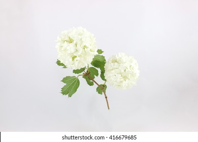 Snowball Viburnum Isolated Flower