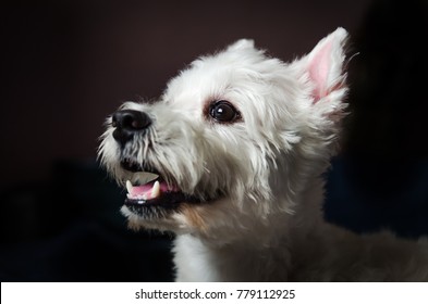 Snowball the west highland white terrier dog (Westies). Home studio shoot with natural light and dark background.