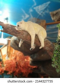 Snowbear Is A White And It's Beautiful And Sleeping On The Tree