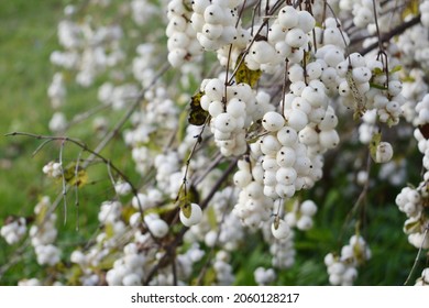 Snowberry Close Up Selective Focus