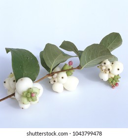 Snowberry, Symphoricarpos, Albus