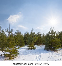 snowbound pine tree forest under a sparkle sun, winter forest landscape - Shutterstock ID 2255444927
