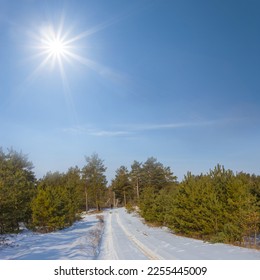 snowbound pine tree forest under a sparkle sun, winter forest landscape - Shutterstock ID 2255445009