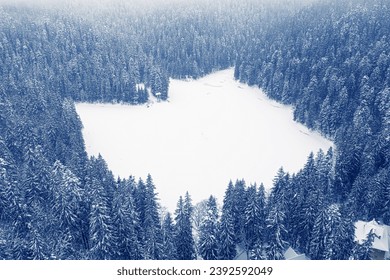 Snowbound Symphony: Winter's Magic in the Forestscape