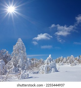 snowbound winter forest in light of sparkle sun, beautiful seasonal natural background - Shutterstock ID 2255444937
