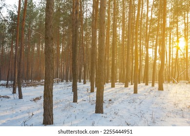 snowbound winter forest in light of sparkle sun, beautiful seasonal natural background - Shutterstock ID 2255444951